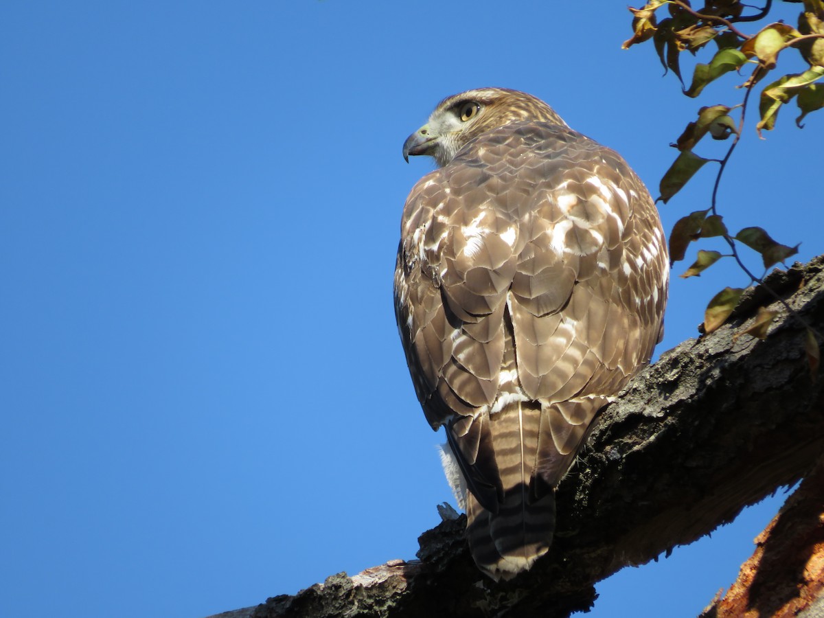 Red-tailed Hawk - ML643210786