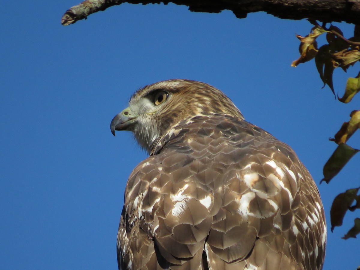 Red-tailed Hawk - ML643210787