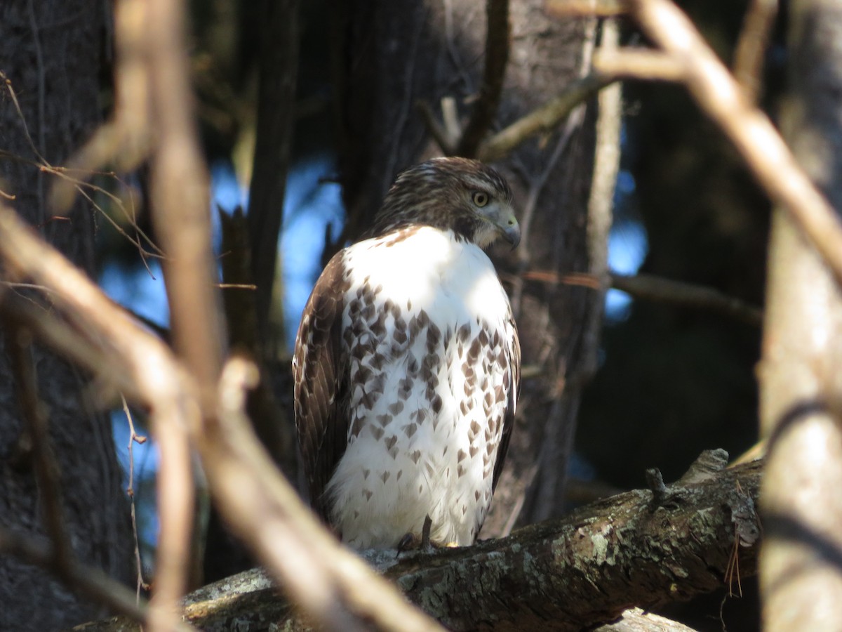 Red-tailed Hawk - ML643210788
