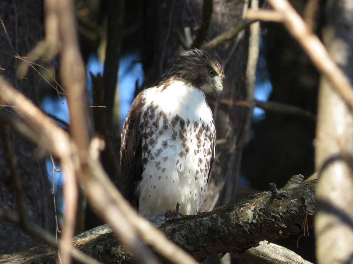 Red-tailed Hawk - ML643210789