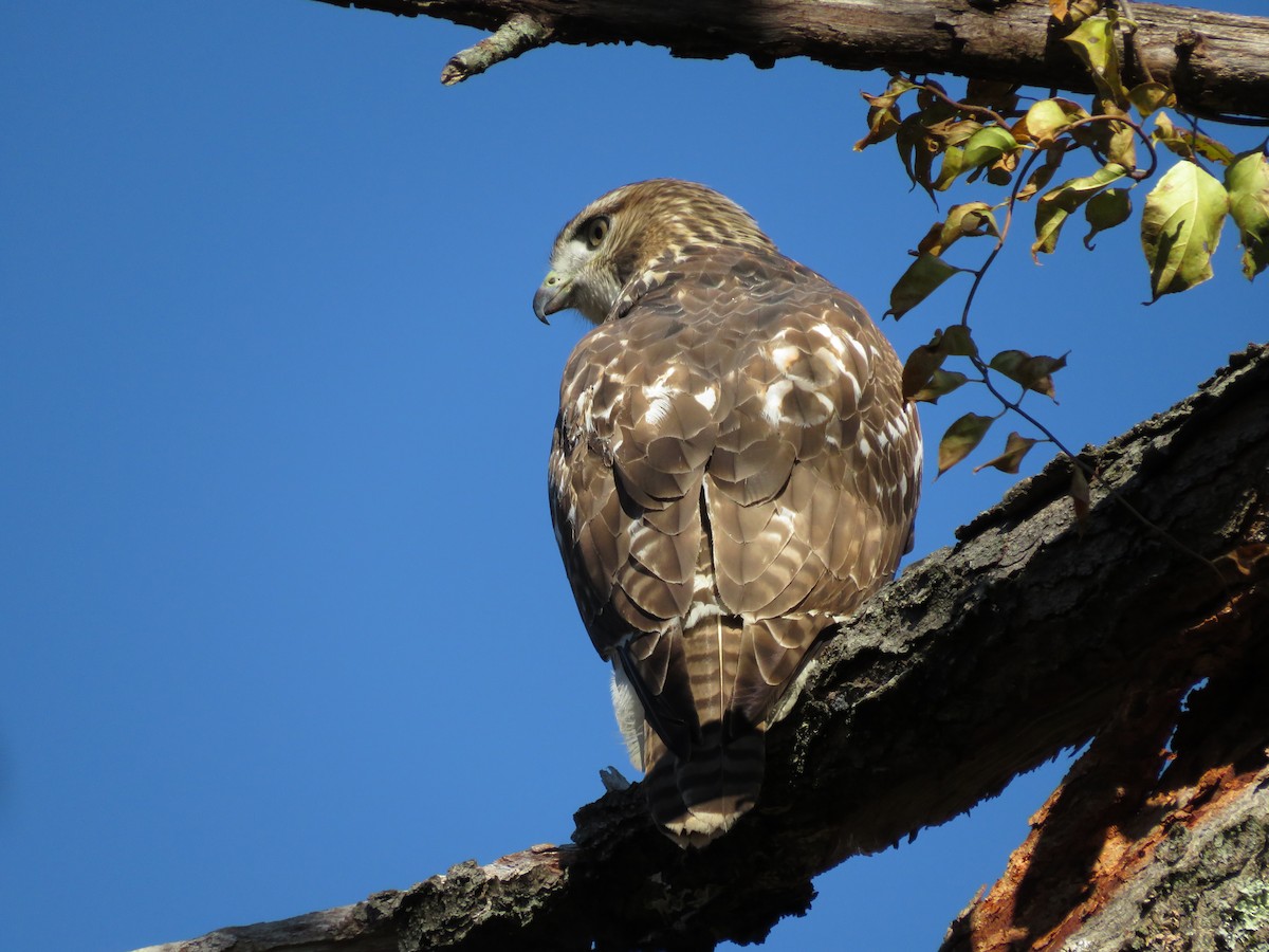 Red-tailed Hawk - ML643210790