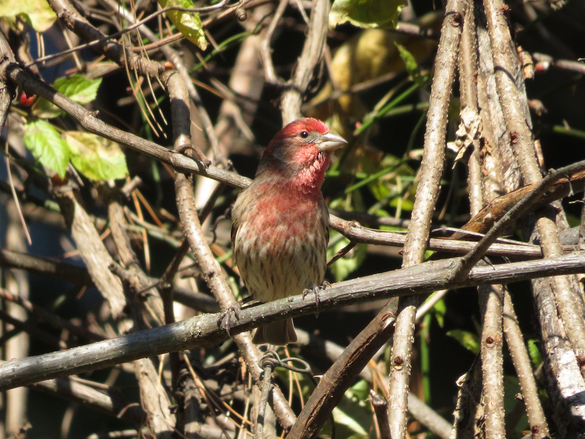 House Finch - ML643210795
