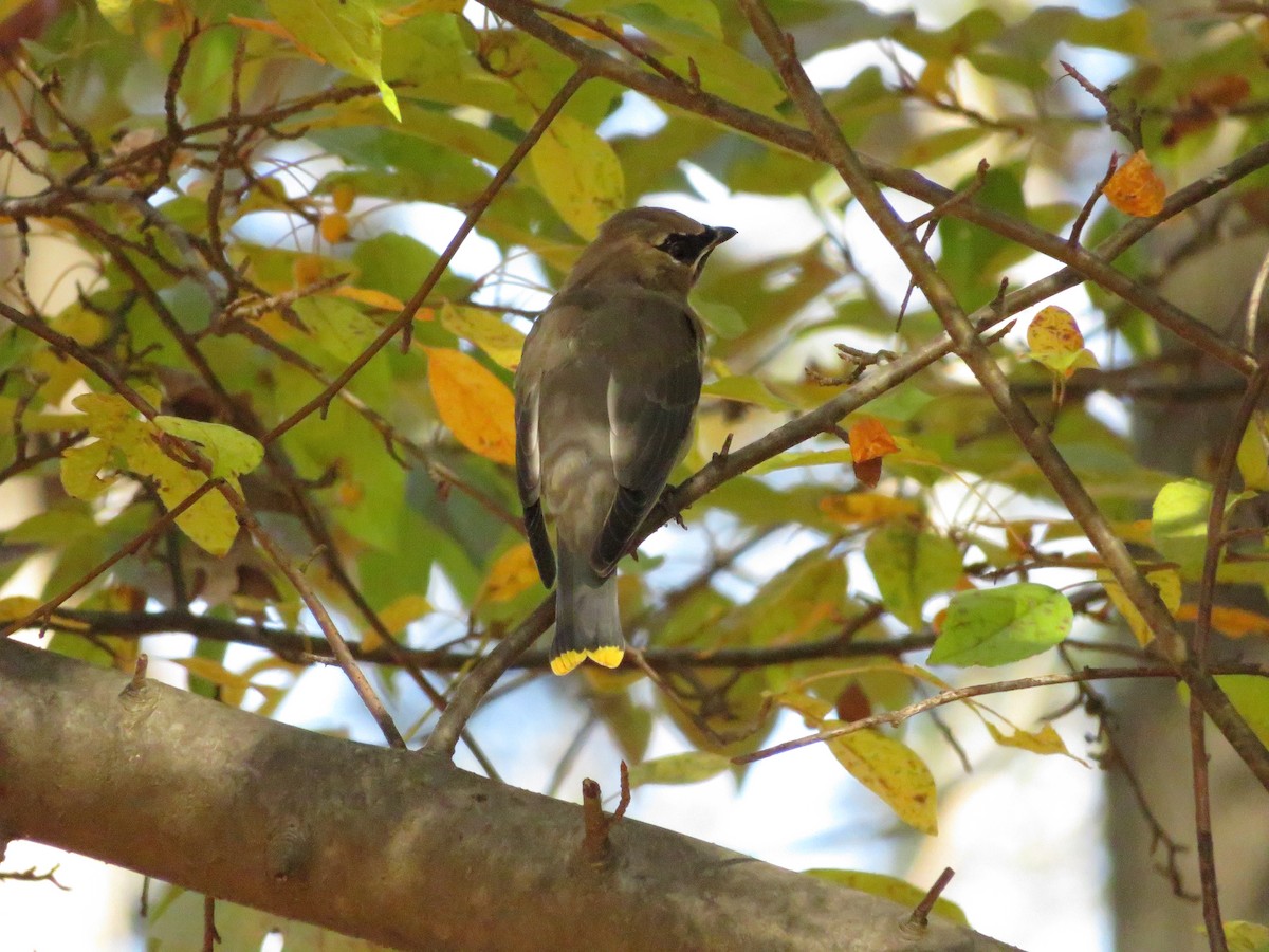 Cedar Waxwing - ML643210801