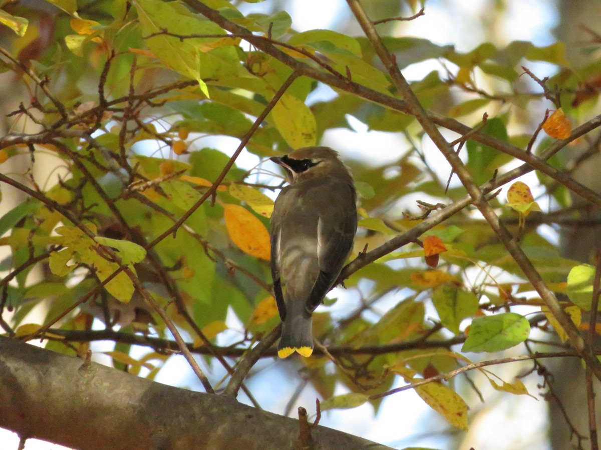 Cedar Waxwing - ML643210802