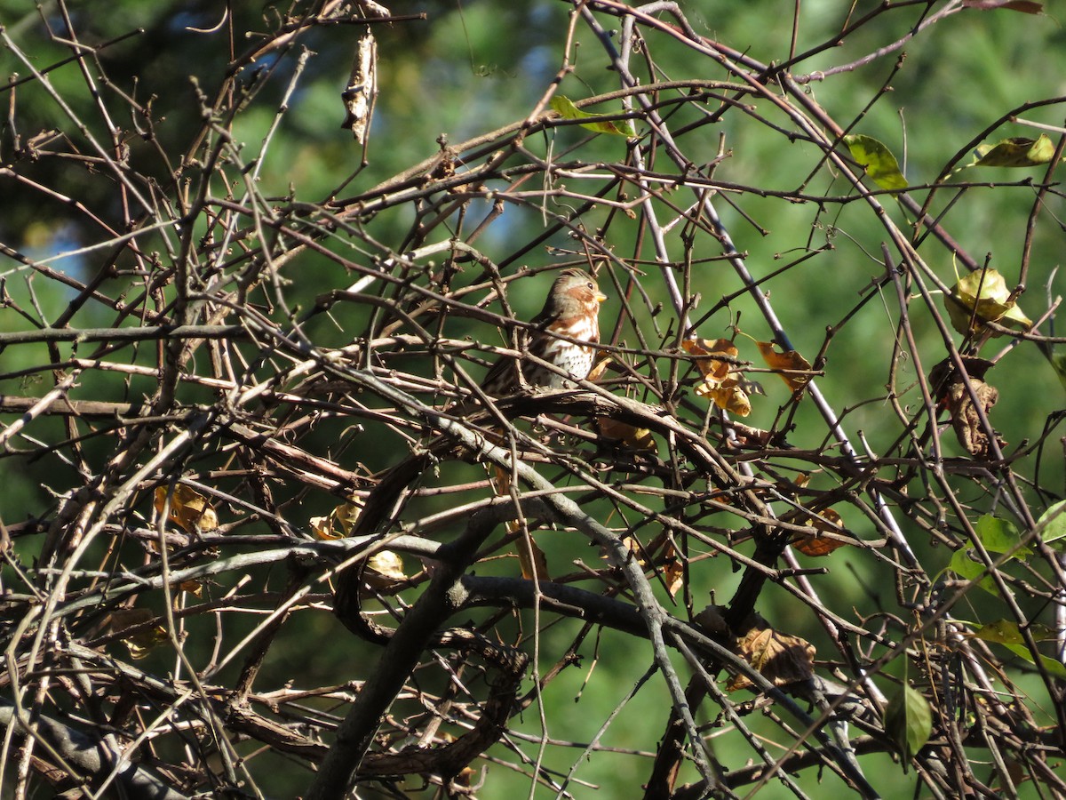 Fox Sparrow - ML643210812