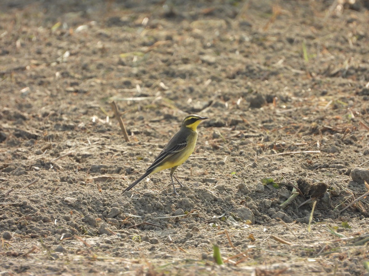 Eastern Yellow Wagtail - ML643210839