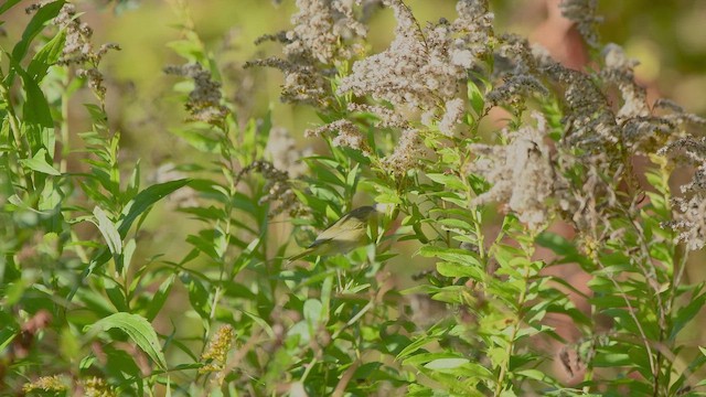 Nashville Warbler - ML643210842