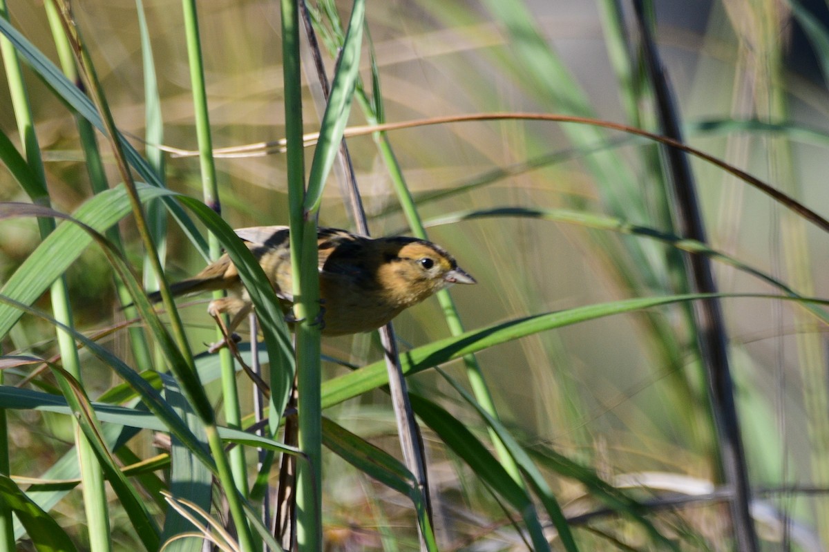 Nelson's Sparrow - ML643210872