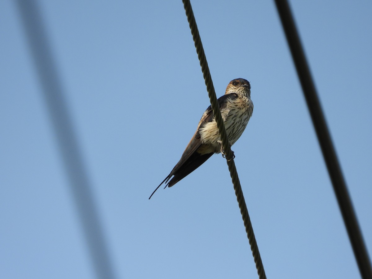 Eastern Red-rumped Swallow - ML643210876
