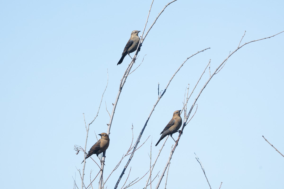Rusty Blackbird - ML643210889