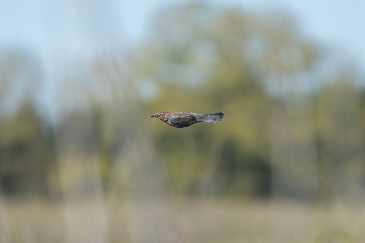 Rusty Blackbird - ML643210890