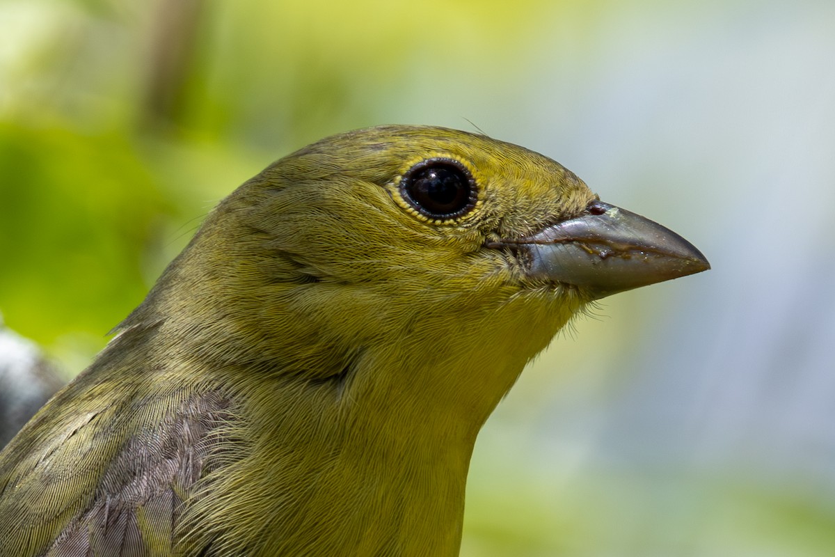 Scarlet Tanager - ML643210925