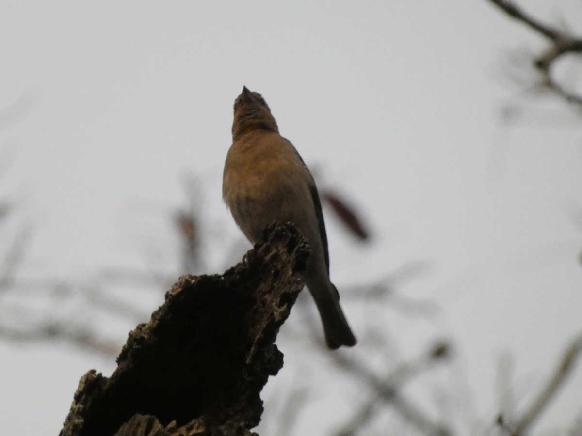 Yellow-throated Bush Sparrow - ML643210983