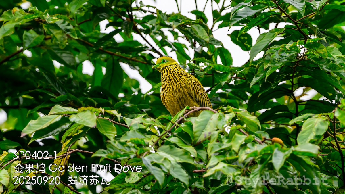 Golden Dove - ML643210986