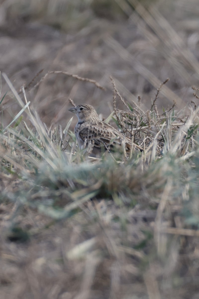 Calandra Lark - ML643210996