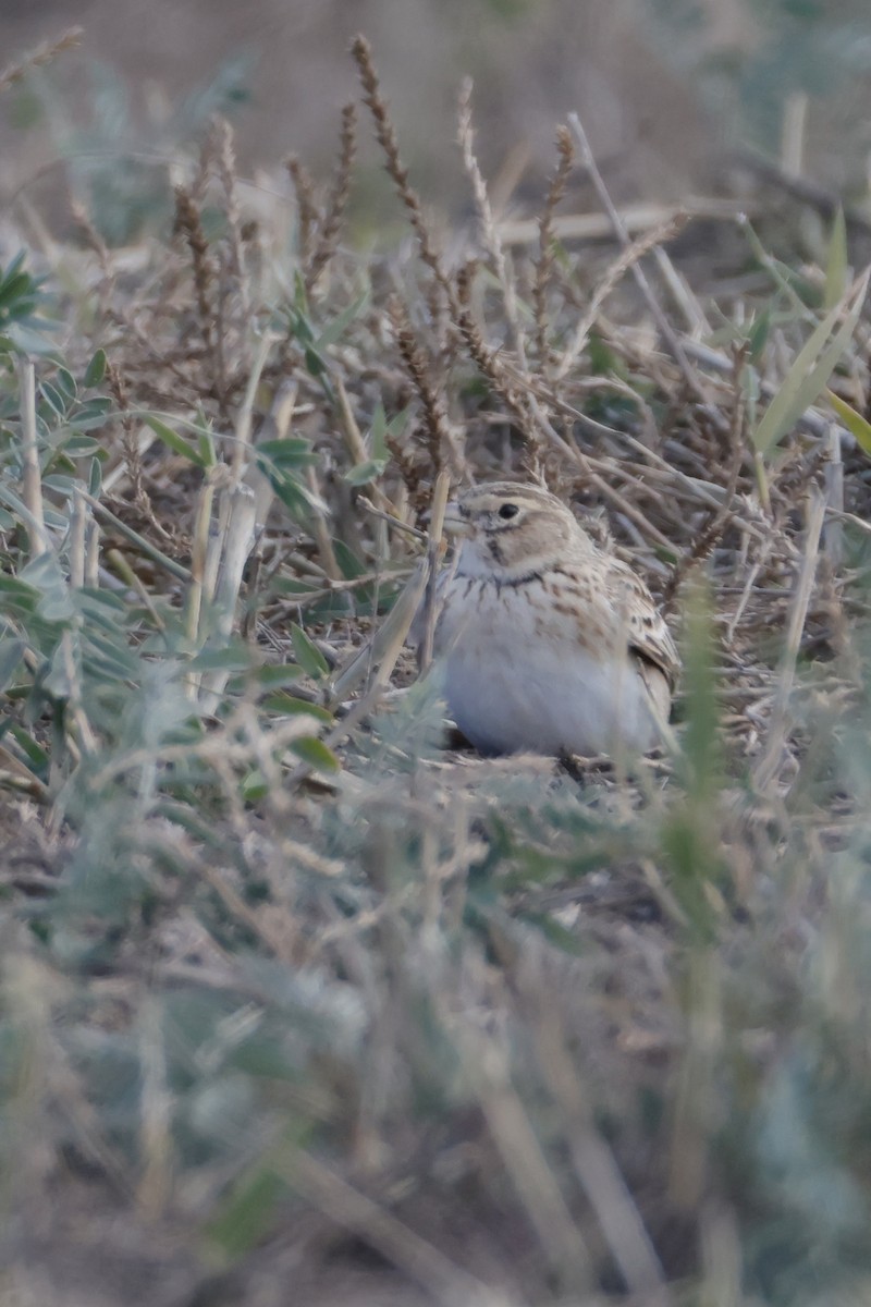 Calandra Lark - ML643210997