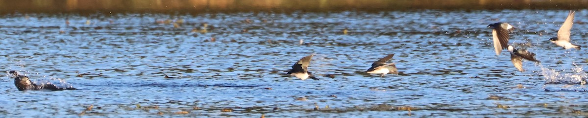 Tree Swallow - ML643211003