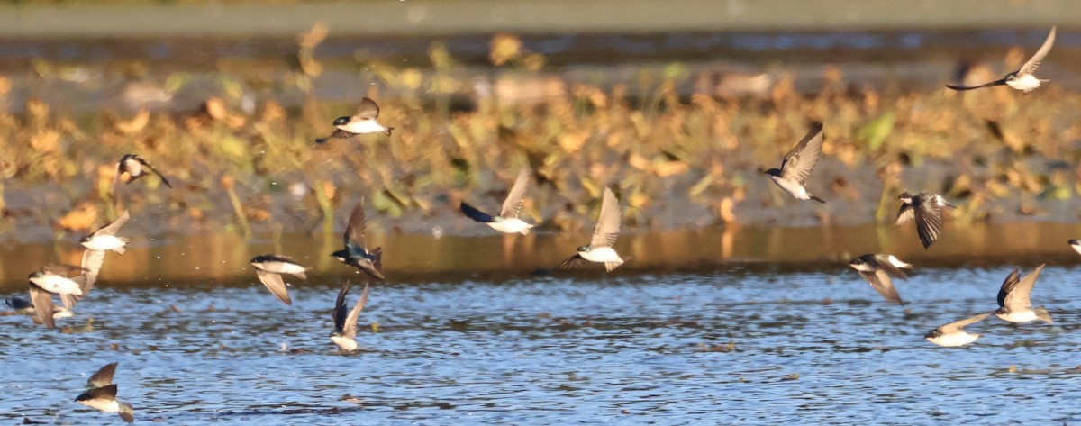 Tree Swallow - ML643211004