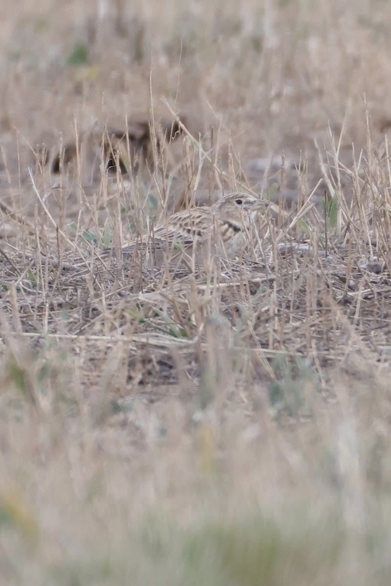 Calandra Lark - ML643211008