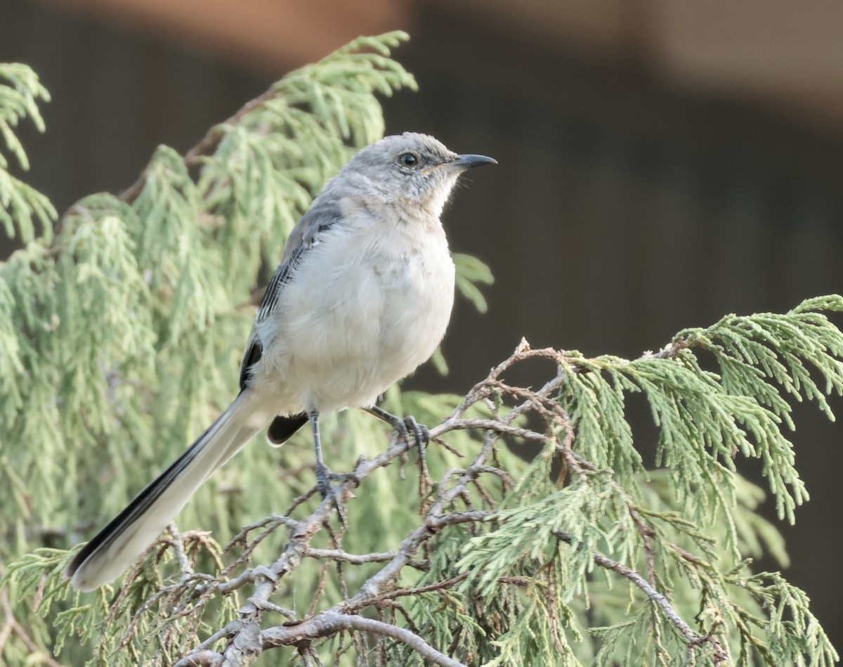 Northern Mockingbird - ML643211018