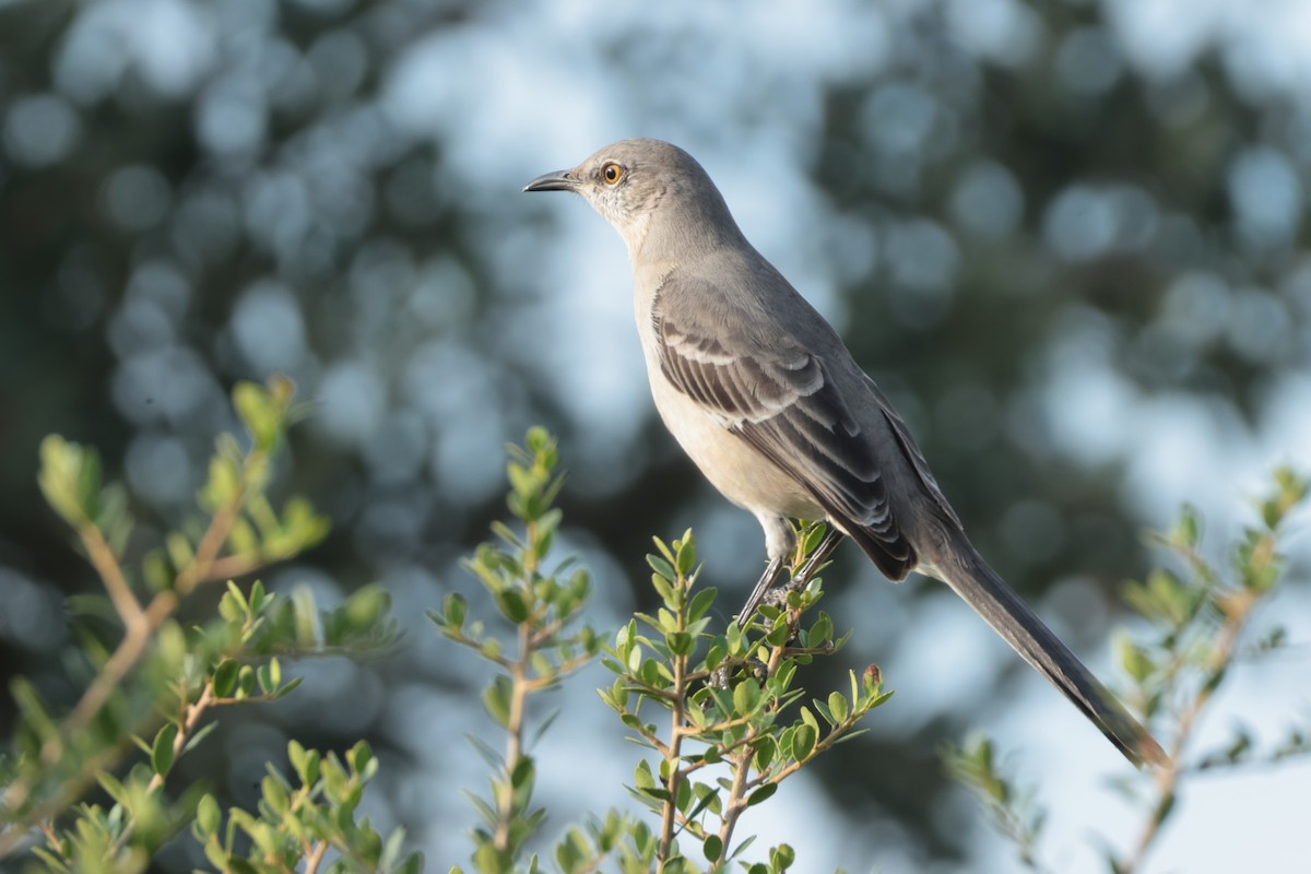 Northern Mockingbird - ML643211019