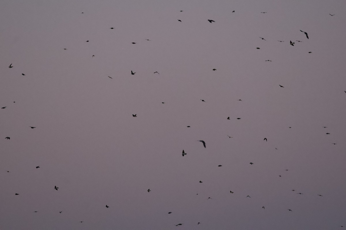 Tree Swallow - ML643211029