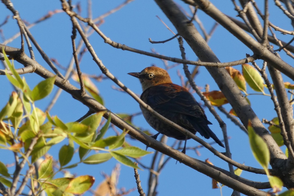 Rusty Blackbird - ML643211042