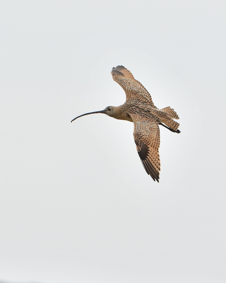 Long-billed Curlew - ML643211043