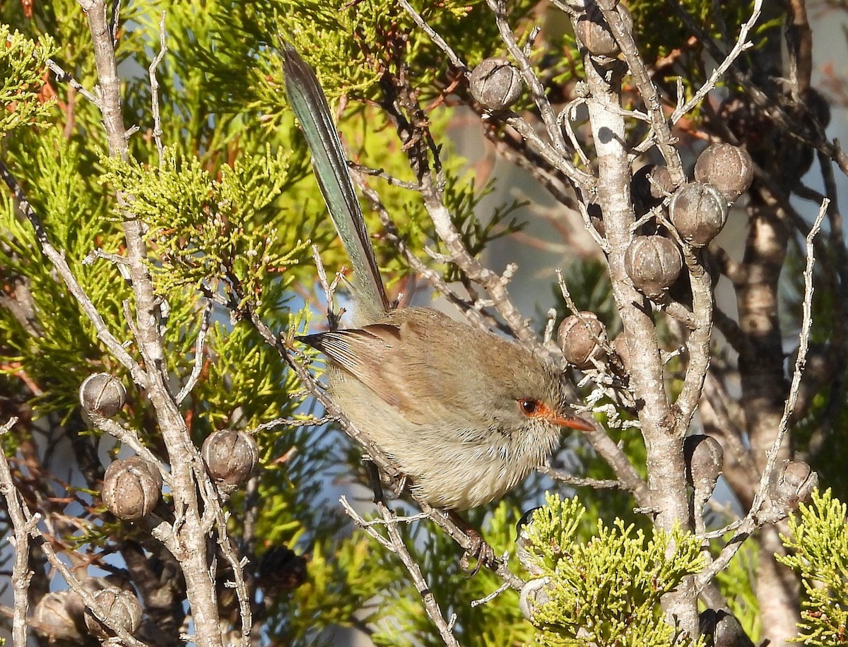 Blue-breasted Fairywren - ML643211044