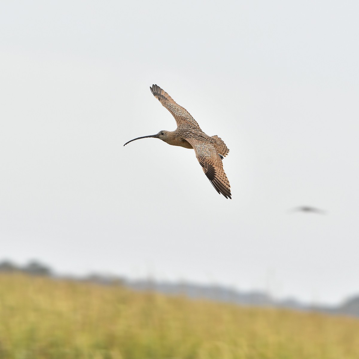 Long-billed Curlew - ML643211045