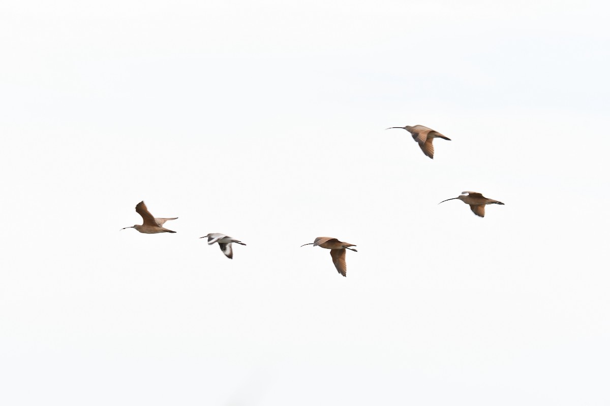 Long-billed Curlew - ML643211046