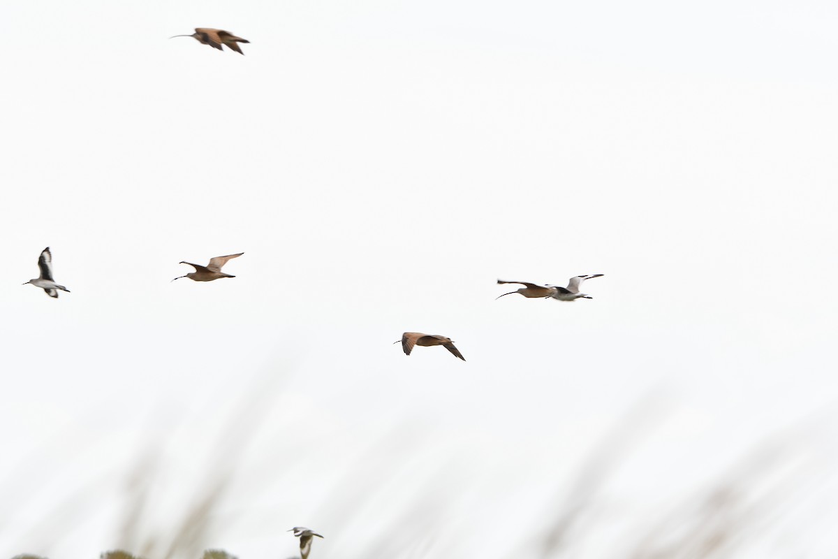Long-billed Curlew - ML643211047
