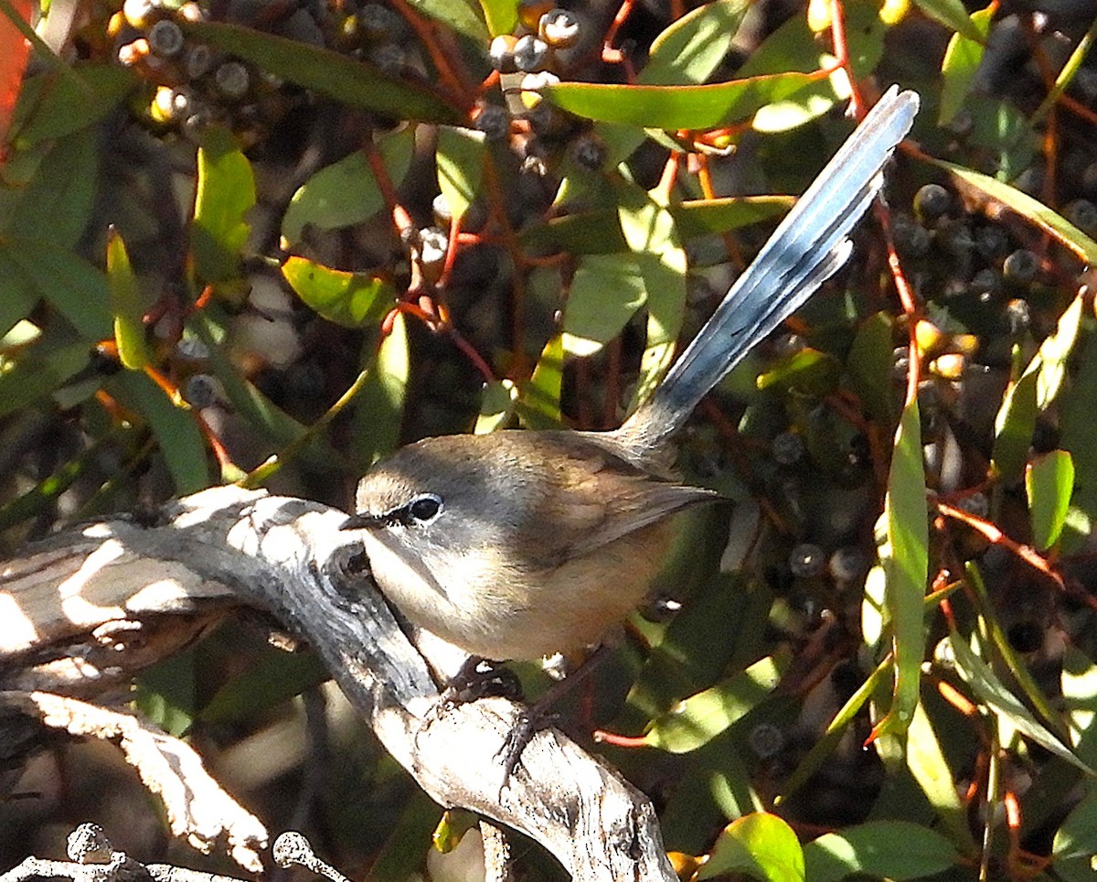 Blue-breasted Fairywren - ML643211058