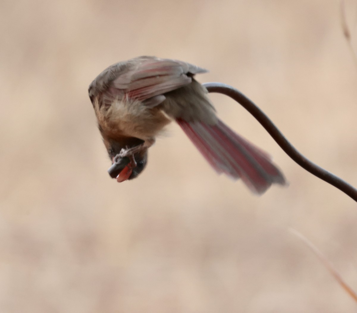 Northern Cardinal - ML643211062
