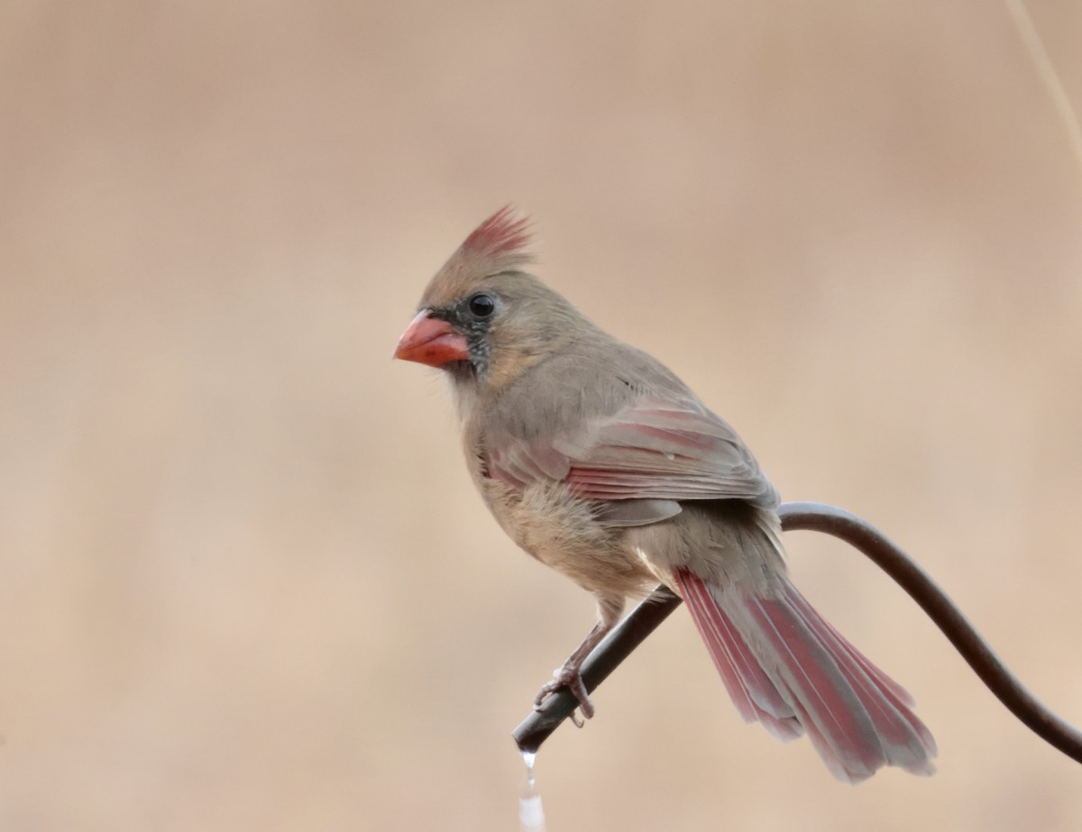Northern Cardinal - ML643211063