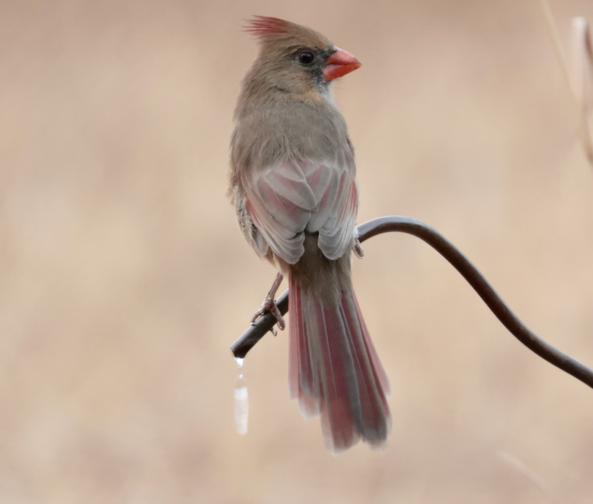Northern Cardinal - ML643211064