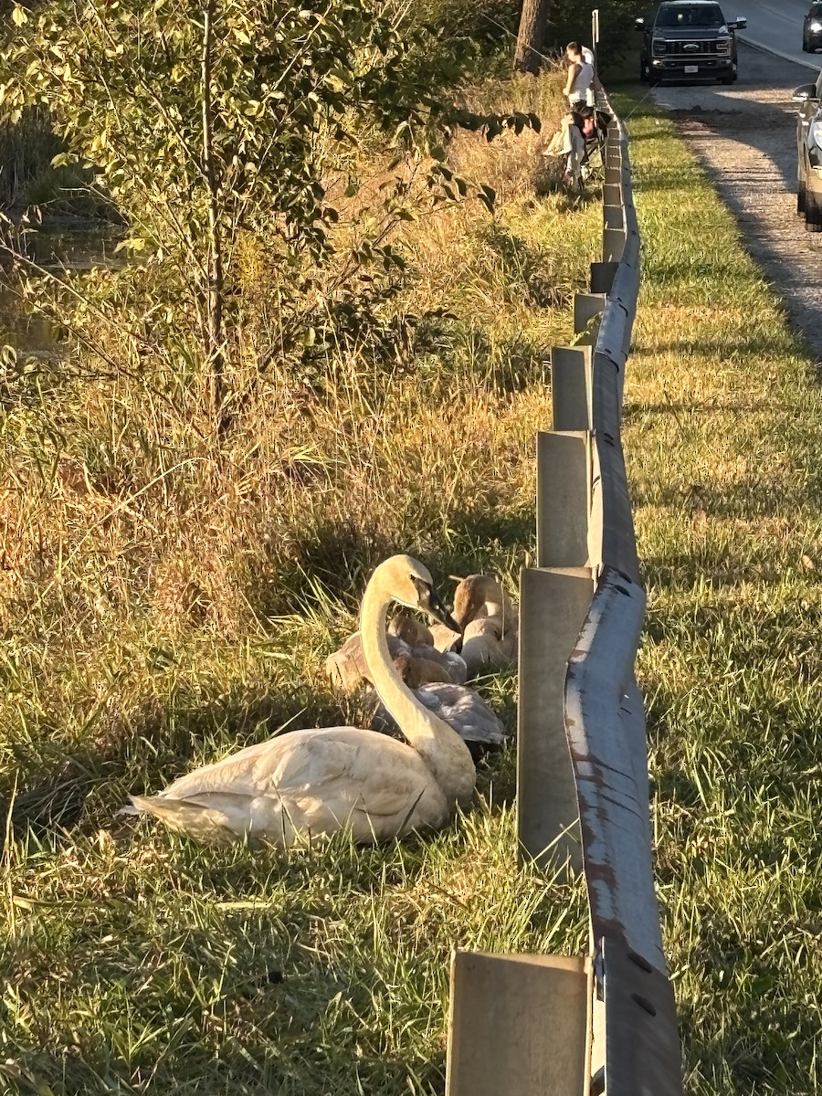 Trumpeter Swan - ML643211082