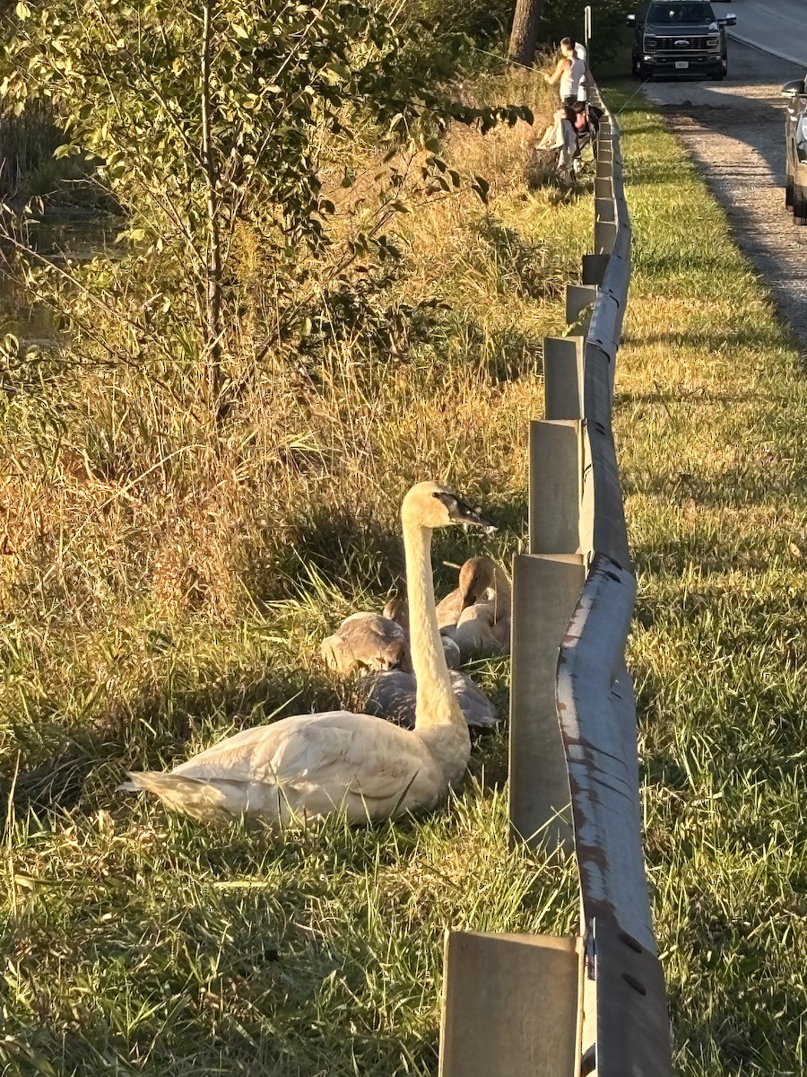 Trumpeter Swan - ML643211083