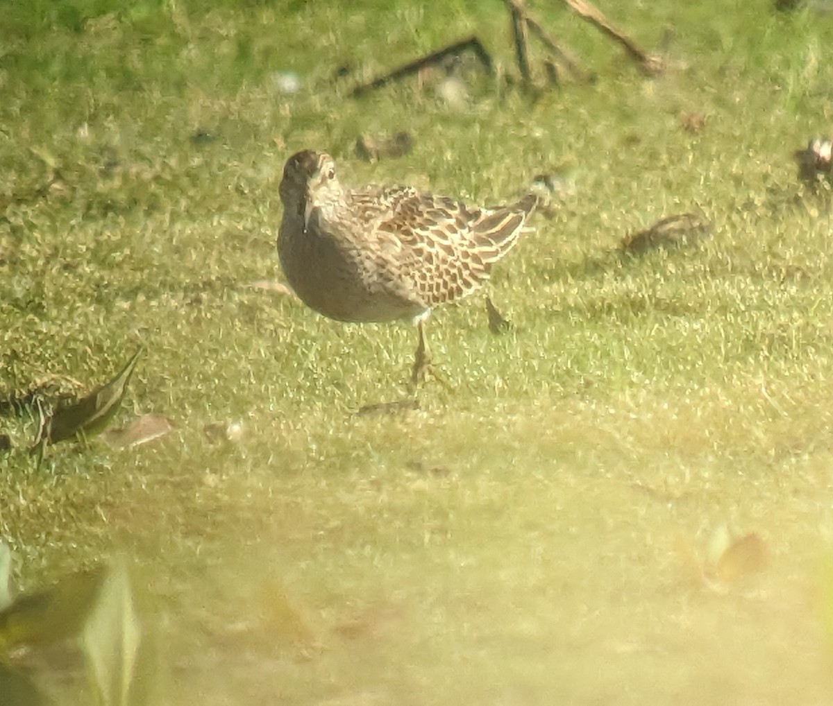 Pectoral Sandpiper - ML643211097