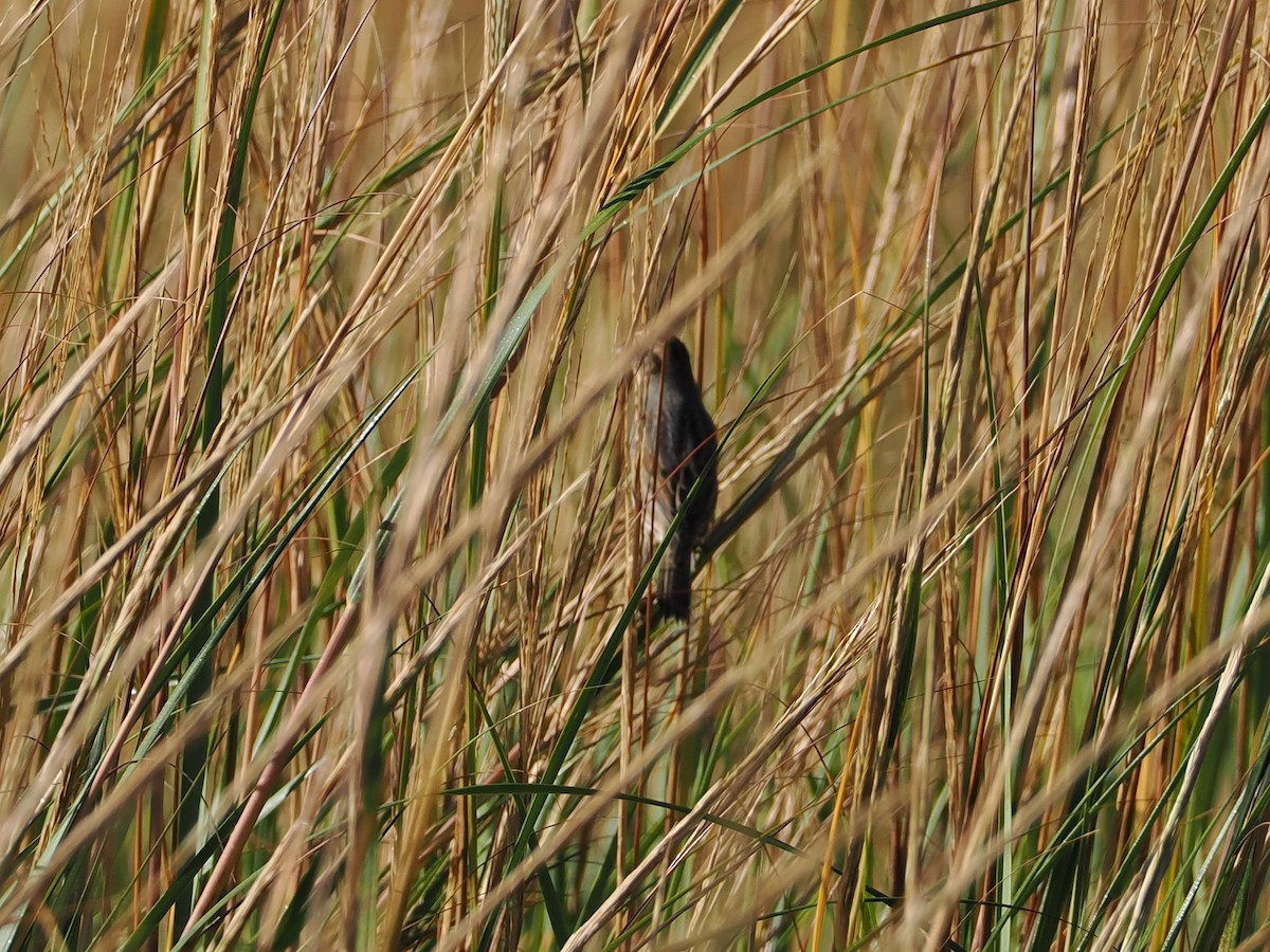 Nelson's Sparrow - ML643211117