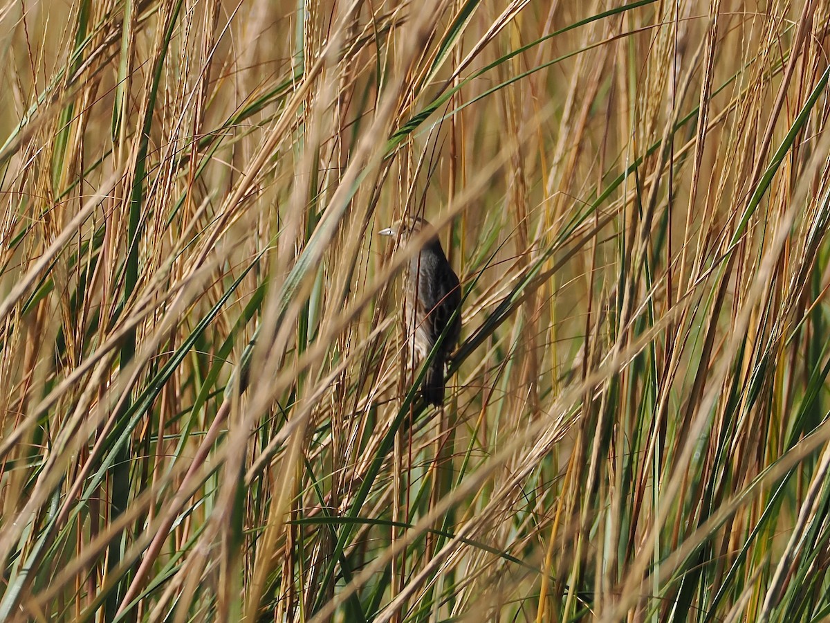 Nelson's Sparrow - ML643211119