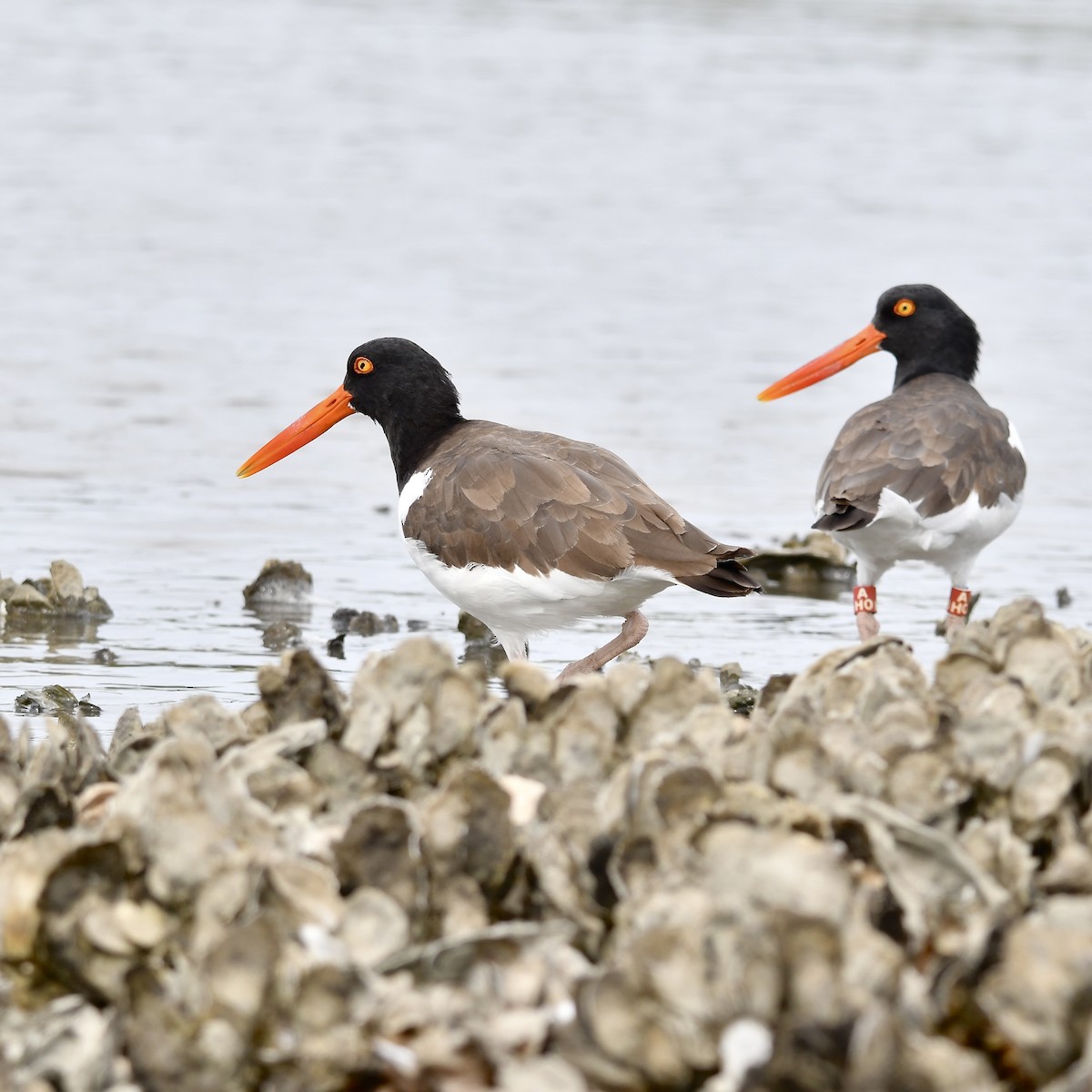 American Oystercatcher - ML643211153