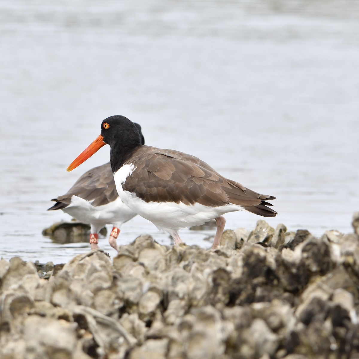 American Oystercatcher - ML643211173