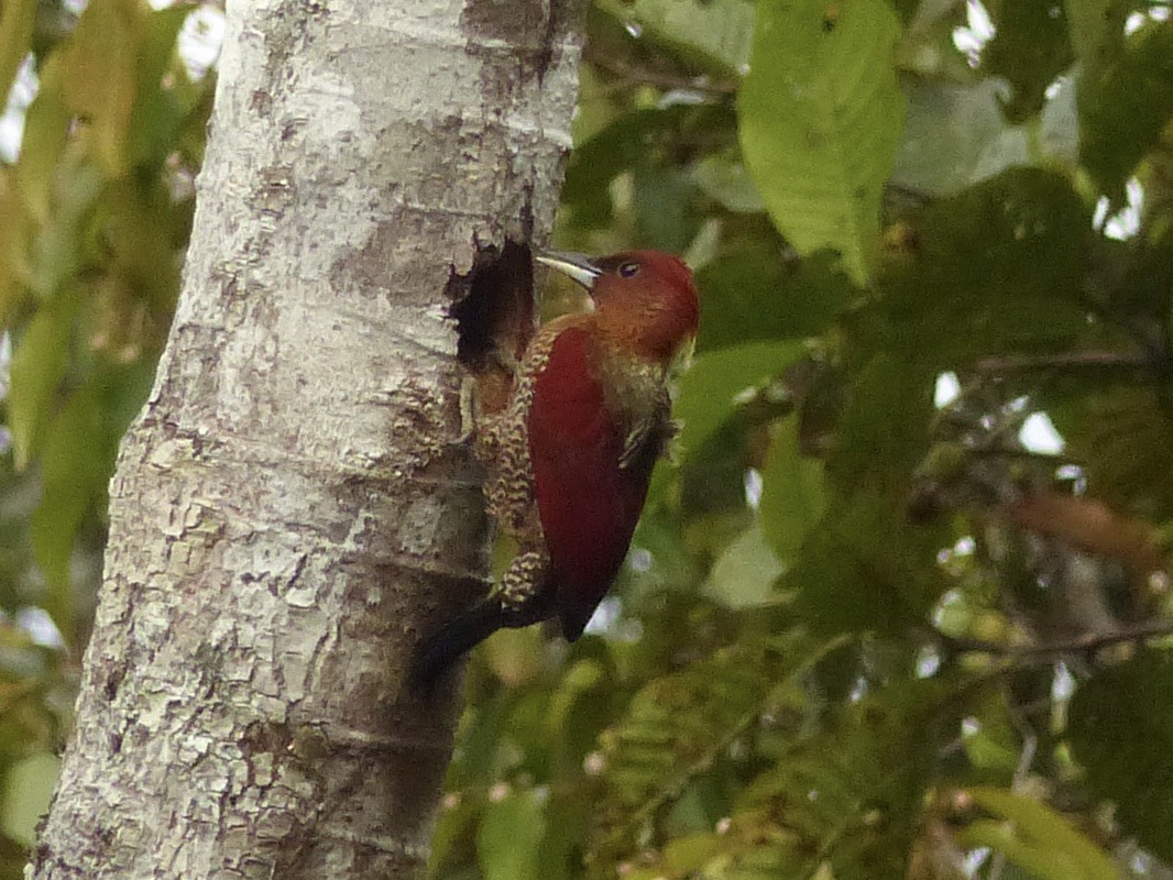 Mennigspecht - ML643211176