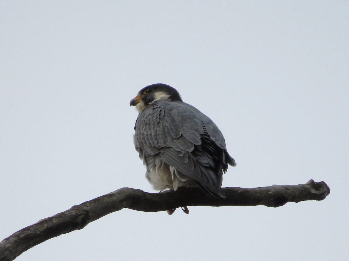 Peregrine Falcon - ML643211182