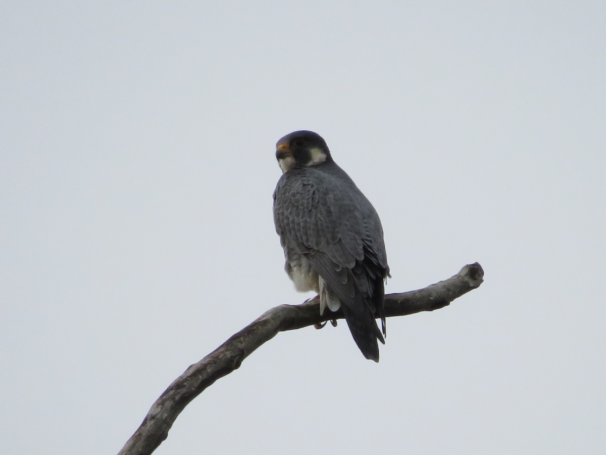 Peregrine Falcon - ML643211183