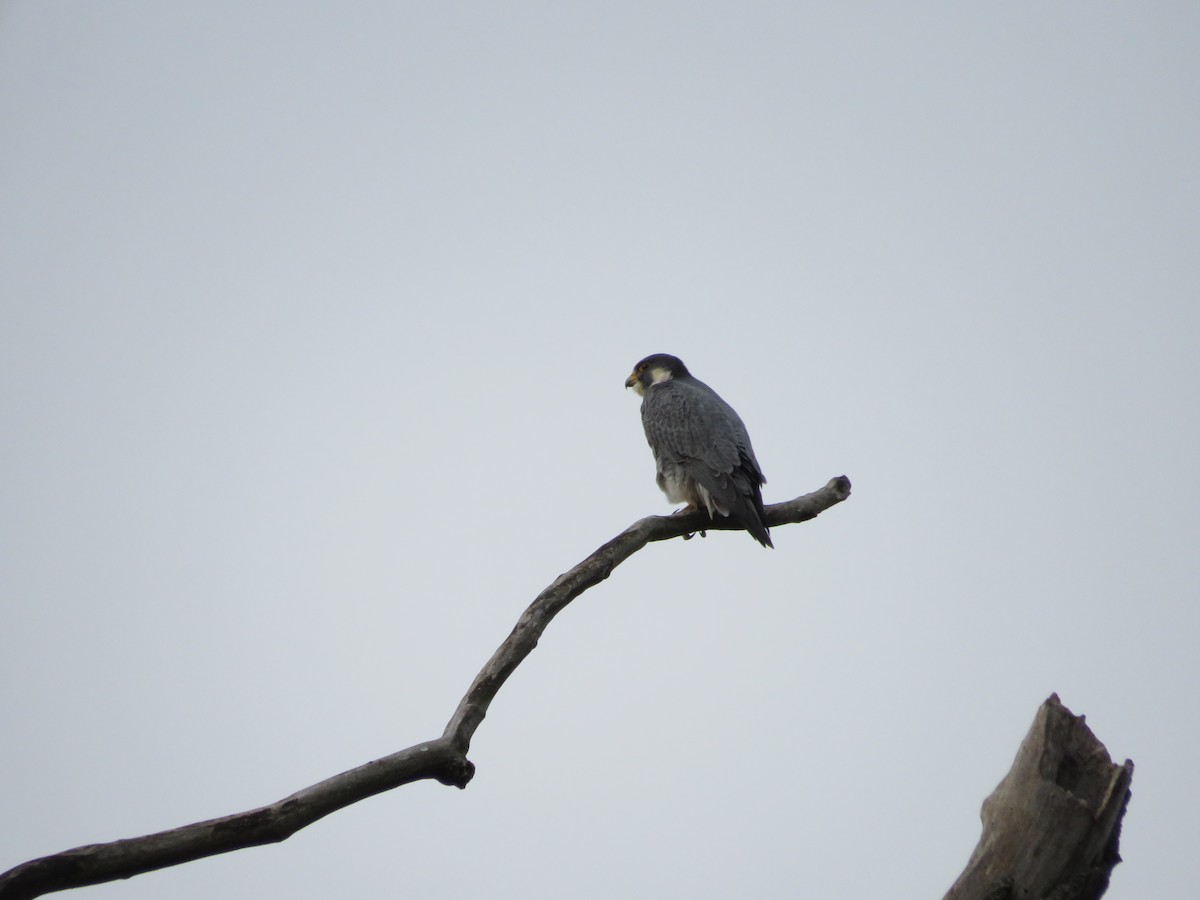 Peregrine Falcon - ML643211184