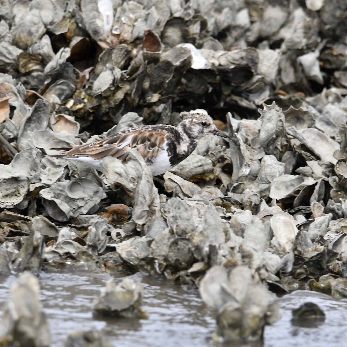 Ruddy Turnstone - ML643211186