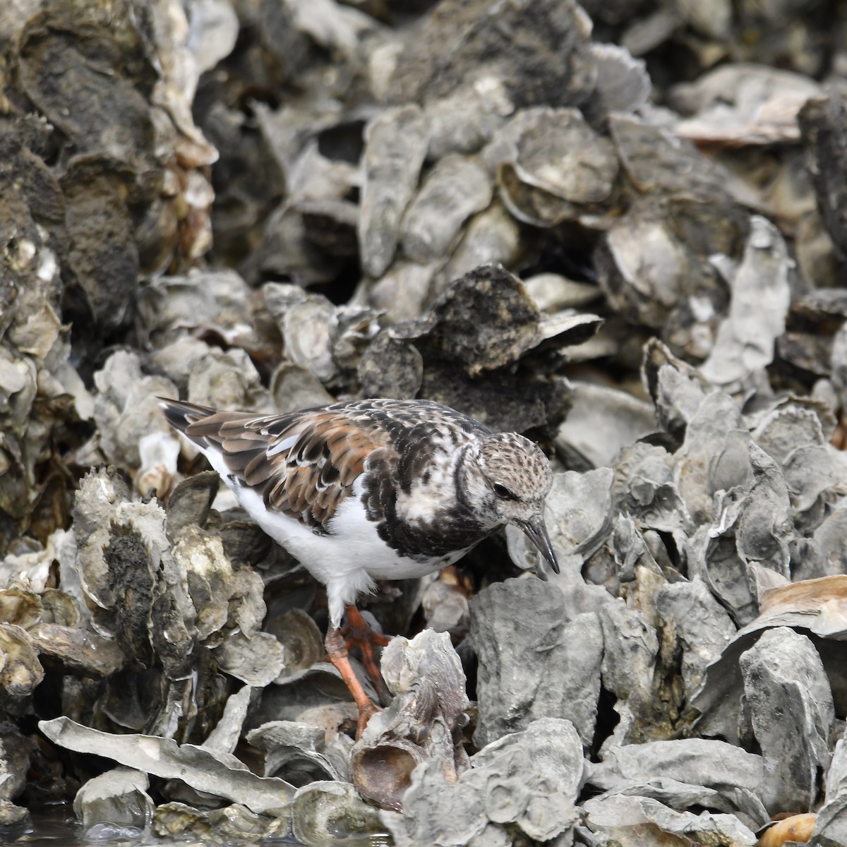 Ruddy Turnstone - ML643211187