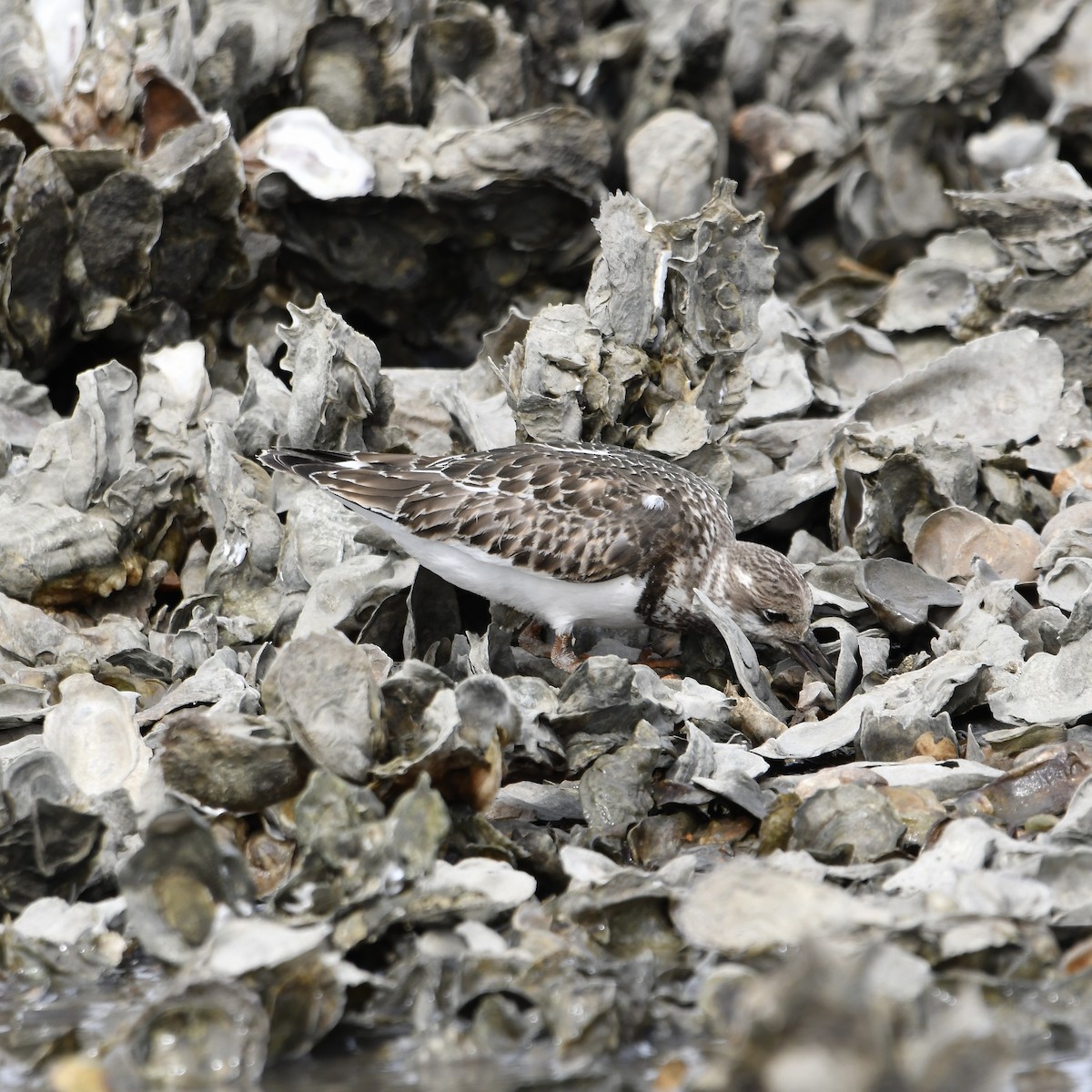 Ruddy Turnstone - ML643211189